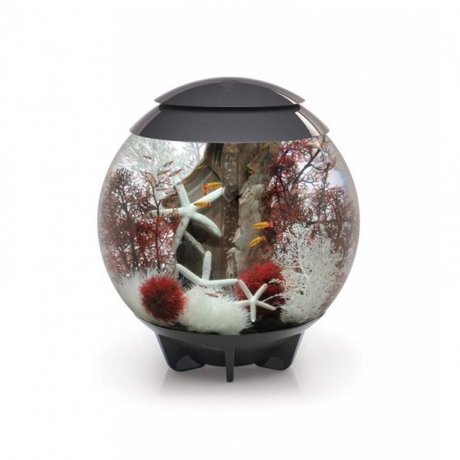 Набор морских звезд, Starfish set 3 natural