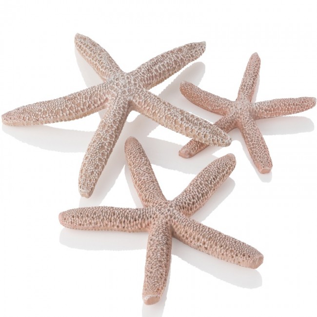 Набор морских звезд, Starfish set 3 natural