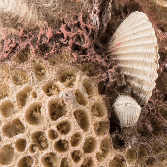 Декоративная фигура "Коралловые ракушки", coral-shells ornament natural