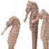 Набор из 3-х морских коньков seahorse 3 pack natural