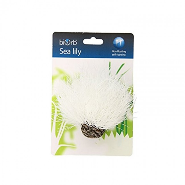 Белая морская лилия, Aquatic sea lily white