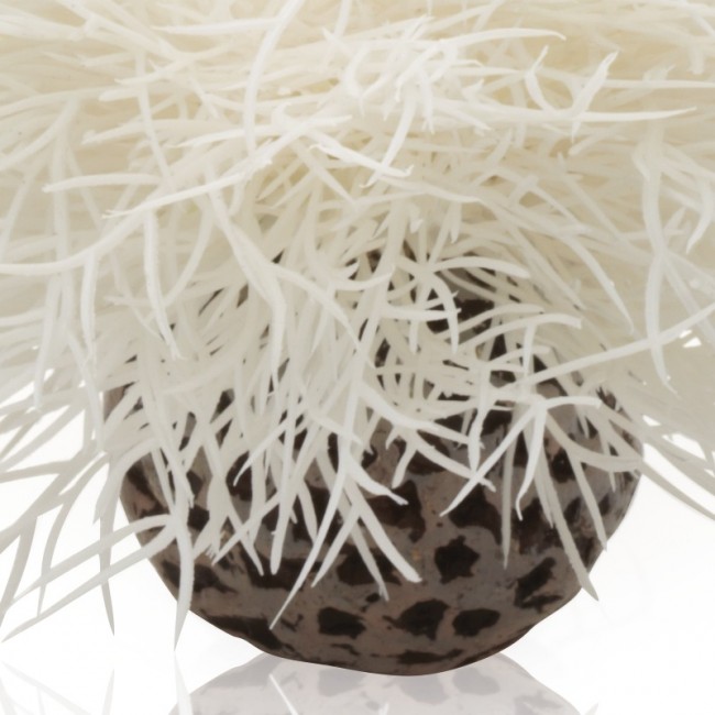 Белая морская лилия, Aquatic sea lily white