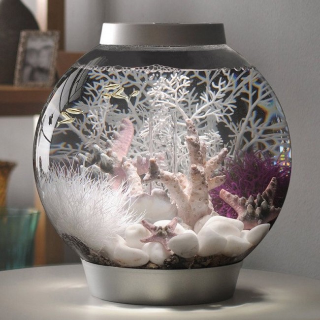 Белая морская лилия, Aquatic sea lily white