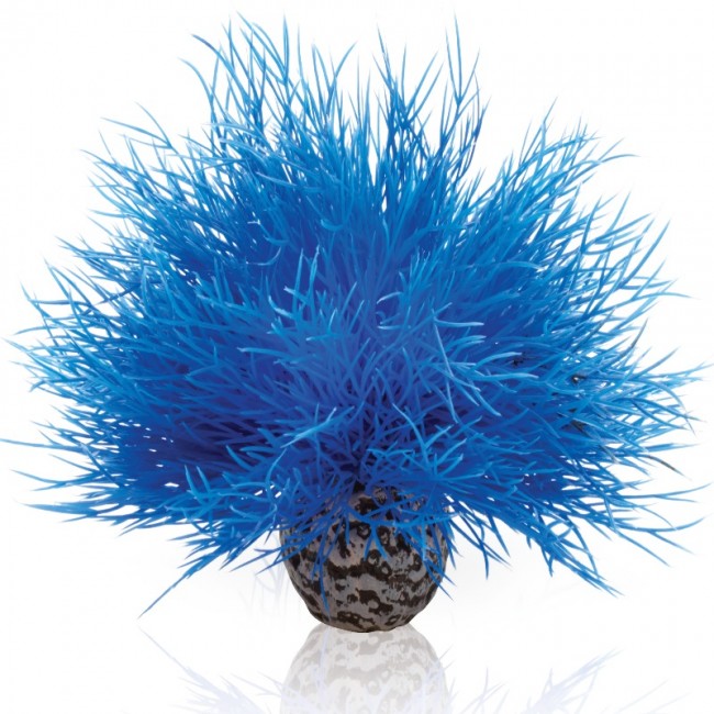 Синяя морская лилия, Aquatic sea lily blue Синяя морская лилия, Aquatic sea lily blue