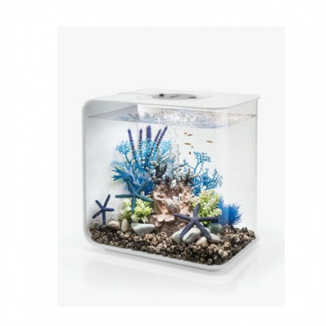 Синяя морская лилия, Aquatic sea lily blue Синяя морская лилия, Aquatic sea lily blue