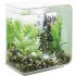 Водная зеленая каулерпа, Aquatic Caulerpa green Водная зеленая каулерпа, Aquatic Caulerpa green