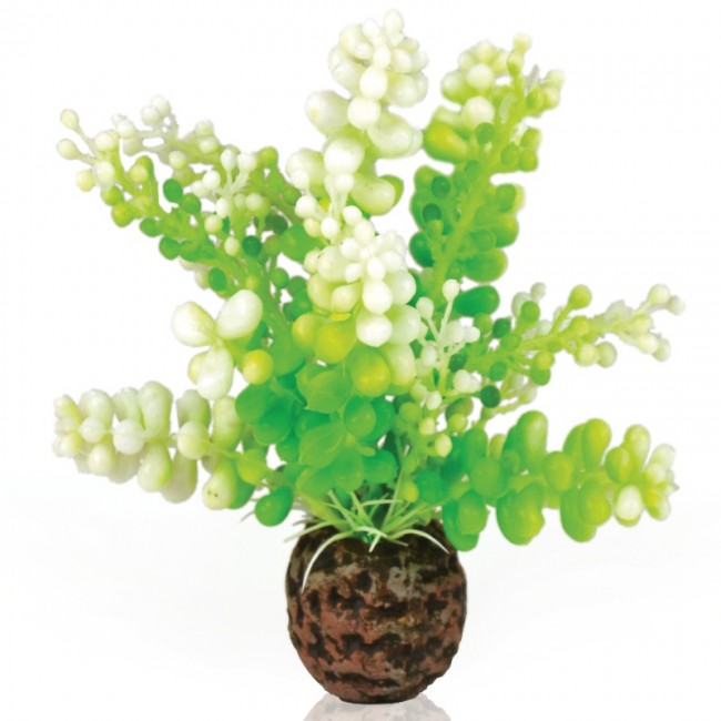 Водная зеленая каулерпа, Aquatic Caulerpa green Водная зеленая каулерпа, Aquatic Caulerpa green