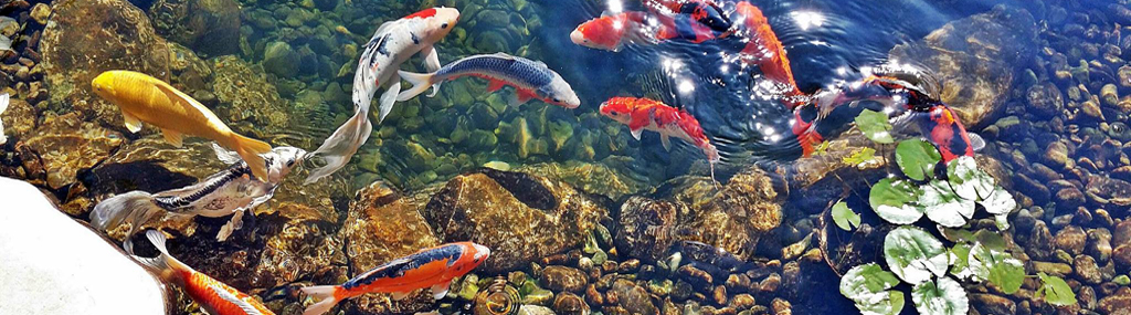 Биопрепараты для пруда